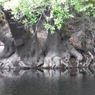 Nyssa Ogeche Ogeechee Tupelo Tree Seeds Tall Tree Unique Sweet Fruits Easy to Grow