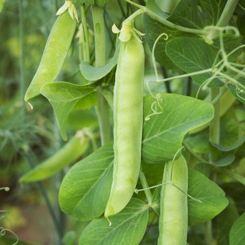 Dwarf Grey Sugar Pea Edible Pod Pisum Sativum Vegetable Seeds Compact Size Easy to Grow