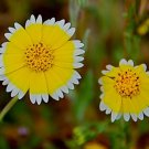 Layia Platyglossa Tidy Tips Flower Seeds Eye Catching Appearance Easy to Grow