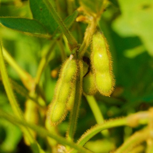 Japanese Black Daizu Edamame Bean Glycine Max Vegetable Seeds Rich Flavor Easy to Grow
