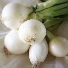 Crystal White Wax Onion Short Day Allium Cepa Vegetable Seeds Mild Flavor Easy to Grow