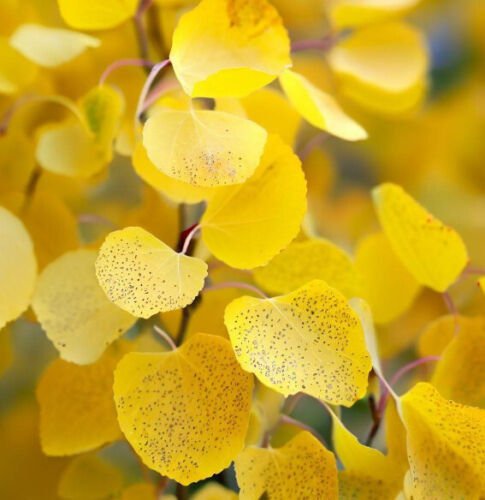 Populus Tremuloides Quaking Aspen Tree Seeds Shimmering Leaves Easy to Grow