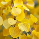 Populus Tremuloides Quaking Aspen Tree Seeds Shimmering Leaves Easy to Grow