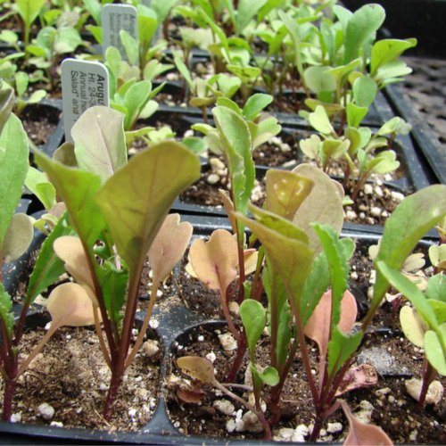 Wild Arugula Red Streaked Eruca Vesicaria Sativa Vegetable Seeds Milder Easy to Grow