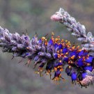 Amorpha Canescens Leadplant Flower Seeds Blue Violet Flowers Easy to Grow