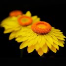 Helichrysum Subulifolium Strawflower Yellow Flower Seeds Unique Blooms Easy to Grow