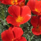 Eschscholzia Californica California Poppy Dark Orange Mikado Flower Seeds Easy to Grow