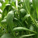 Mibuna Chinese Cabbage Brassica Rapa Vegetable Seeds Mild Peppery Flavor Easy to Grow