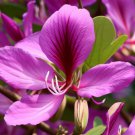 Bauhinia Purpurea Purple Bauhinia Tree Seeds Large Flowers Unique Leaf Shape Easy to Grow Bauhinia Purpurea Purple Bauhinia Tree Seeds Large Flowers Unique Leaf Shape Easy to Grow