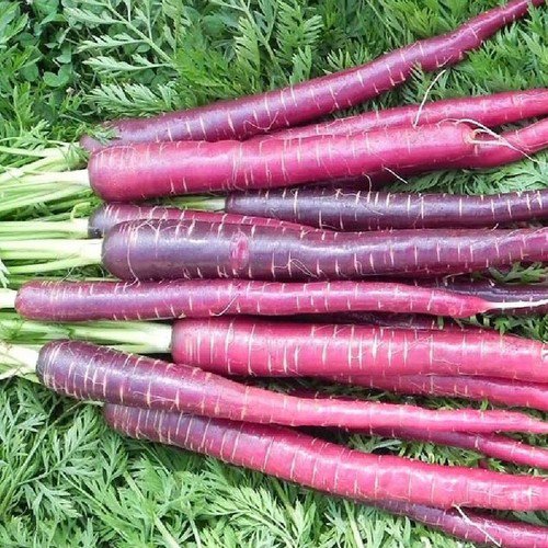 Cosmic Purple Carrot Daucus Carota Vegeatable Seeds Vibrant Purple Color Easy to Grow
