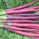 Cosmic Purple Carrot Daucus Carota Vegeatable Seeds Vibrant Purple Color Easy to Grow