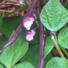 Royal Burgundy Green Bush Bean Phaseolus Vulgaris Vegetable Seeds Cold Hardy Easy to Grow