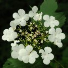 Viburnum Sargentii Sargent Cranberry Shrub Seeds Vibrant Fall Foliage Easy to Grow