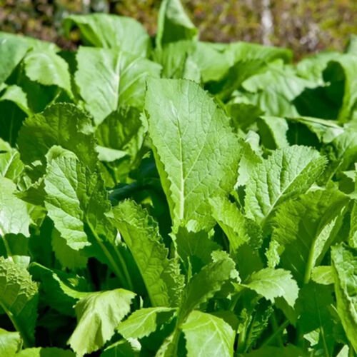 Florida Broadleaf Mustard Brassica Juncea Vegetable Seeds Peppery Flavor Easy to Grow