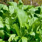 Florida Broadleaf Mustard Brassica Juncea Vegetable Seeds Peppery Flavor Easy to Grow