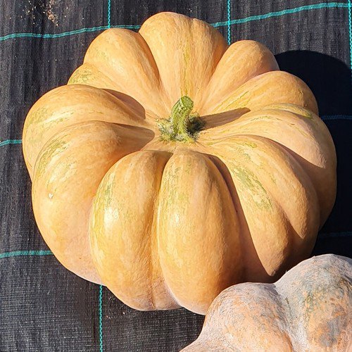 Fairytale Musque De Provence Pumpkin Cucurbita Maxima Vegetable Seeds Easy to Grow