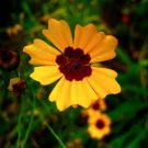 Coreopsis Basalis Golden Wave Tickseed Flower Seeds Attractive Appearance Easy to Grow