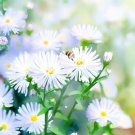 Boltonia Asteroides False Aster Flower Seeds Daisy Like Appearance Easy to Grow