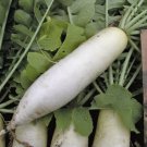 Chinese White Winter Radish Raphanus Sativus Vegetable Seeds Mild And Sweet Easy to Grow Chinese White Winter Radish Raphanus Sativus Vegetable Seeds Mild And Sweet Easy to Grow