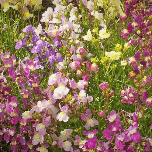 Linaria Maroccana Spurred Snapdragon Tall Mixed Northern Light Flower Seeds Easy to Grow