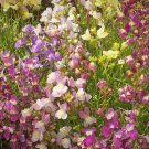 Linaria Maroccana Spurred Snapdragon Tall Mixed Northern Light Flower Seeds Easy to Grow