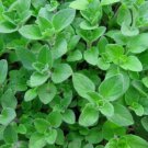 Oregano Greek Heracleoticum Origanum Vulgare Hirtum Herb Seeds Easy to Grow