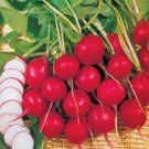 Champion Radish Raphanus Sativus Vegetable Seeds Large And Robust Easy to Grow