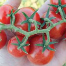Baby Cakes F1 Hybrid Tomato Lycopersicon Esculentum Tomato Seeds Easy to Grow
