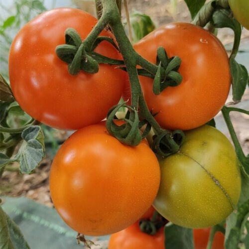 Mountain Gold Tomato Standard Slicing Lycopersicon Esculentum Tomato Seeds Easy to Grow