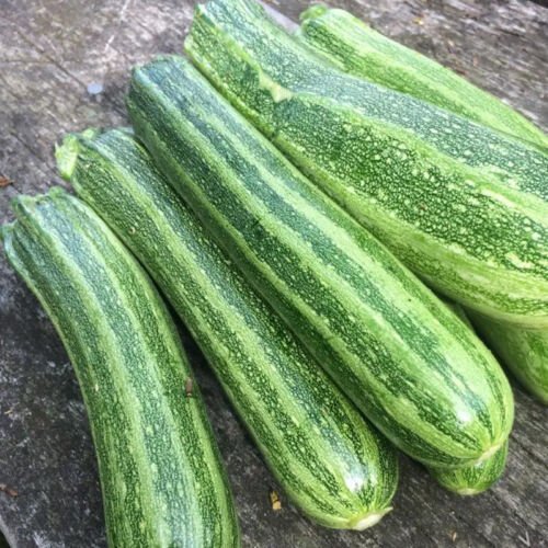 Cocozelle Squash Summer Cucurbita Pepo Vegetable Seeds Quick Maturity Easy to Grow