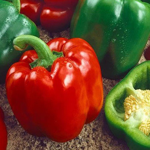Yolo Wonder Pepper Sweet Capsicum Annuum Vegetable Seeds Bright Red Color Easy to Grow