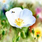 Eschscholzia Californica California Poppy White White Linen Flower Seeds Easy to Grow