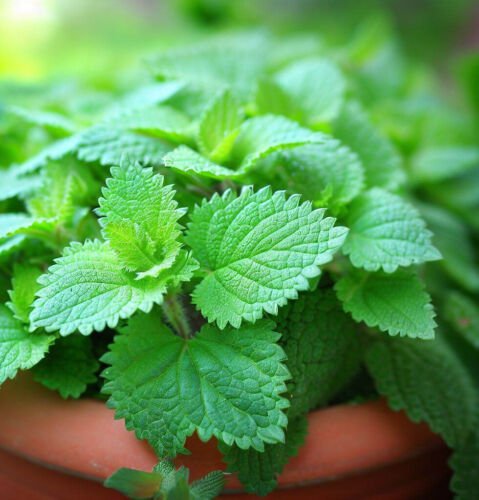 Catnip Nepeta Cataria Herb Seeds Cat Magnet Easy to Grow