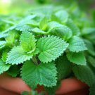 Catnip Nepeta Cataria Herb Seeds Cat Magnet Easy to Grow