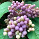Callicarpa Dichotoma Db Beauty Bush Shrub Seeds Lilac To Pink Flowers Easy to Grow