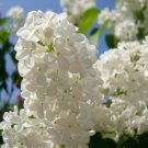 Syringa Amurensis Japonica Japanese Tree Lilac Tree Seeds Fragrant Flowers Easy to Grow Syringa Amurensis Japonica Japanese Tree Lilac Tree Seeds Fragrant Flowers Easy to Grow