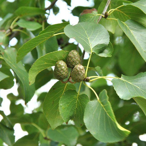 Alnus Cordata Italian Alder Tree Seeds Attractive Bark Dense Foliage Easy to Grow