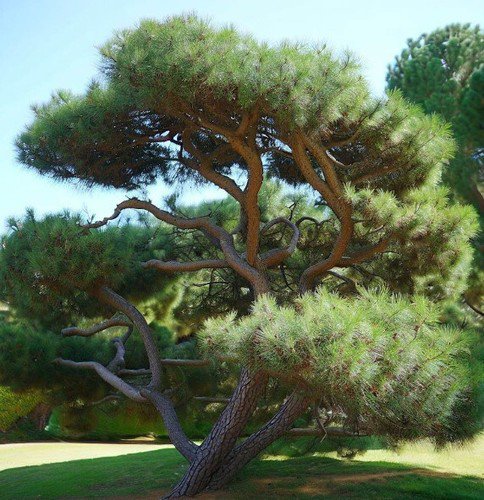Pinus Sabiniana Digger Pine Tree Seeds Pine Cones With A Spiky Appearance Easy to Grow