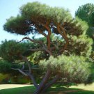 Pinus Sabiniana Digger Pine Tree Seeds Pine Cones With A Spiky Appearance Easy to Grow