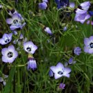 Gilia Tricolor Bird'S Eyes Flower Seeds Delicate Unique Flowers Easy to Grow