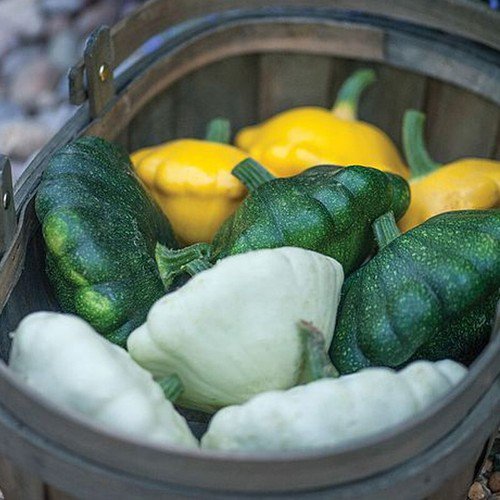 Scallop Blend Squash Summer Cucurbita Pepo Vegetable Seeds  Easy to Grow