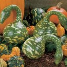 Speckled Swan Gourd Cucurbita Pepo Vegetable Seeds Swan Shaped Beauty Easy to Grow
