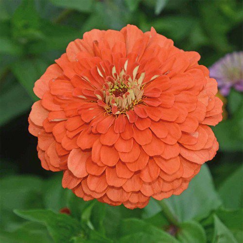 Zinnia Elegans Zinnia Coral Flower Seeds Stunning Coral Colored Blooms Easy to Grow