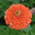 Zinnia Elegans Zinnia Coral Flower Seeds Stunning Coral Colored Blooms Easy to Grow