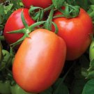 Mely F1 Hybrid Tomato Roma Paste Lycopersicon Esculentum Tomato Seeds Easy to Grow