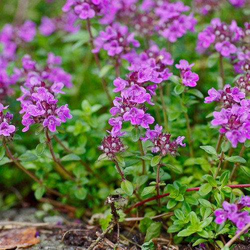 Thymus Serpyllum Dwarf Creeping Thyme Height 4 6 Ground Cover Seeds Dense Easy to Grow
