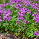 Thymus Serpyllum Dwarf Creeping Thyme Height 4 6 Ground Cover Seeds Dense Easy to Grow