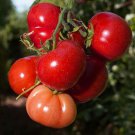 Rutgers Vf Tomato Standard Slicing Lycopersicon Esculentum Tomato Seeds Easy to Grow