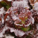 Cimmaron Romaine Lettuce Lactuca Sativa Vegetable Seeds Sweet And Flavorful Easy to Grow