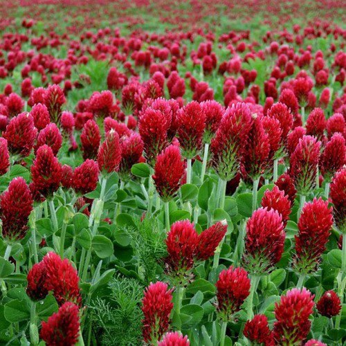 Trifolium Incarnatum Crimson Clover Raw Flower Seeds Drought Tolerant Easy to Grow